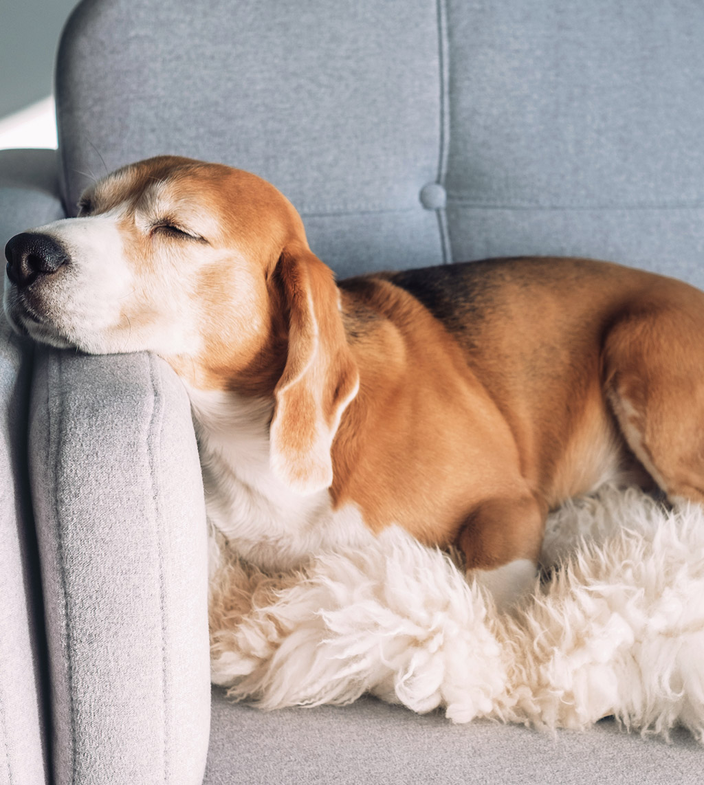 Pet Friendly Apartments Baltimore